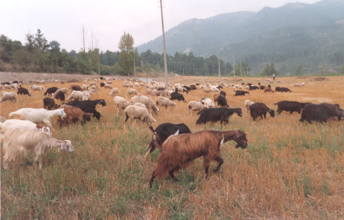 Allevamenti pecore Azienda Santoro Moliterno
